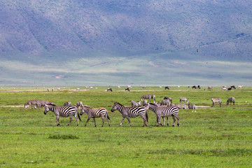 Wild zebra at Ngorongro Crater Conservation area. Tanzania.