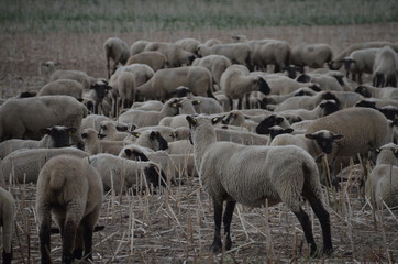 Schafe mit Hütehund und Schäfer in Natur