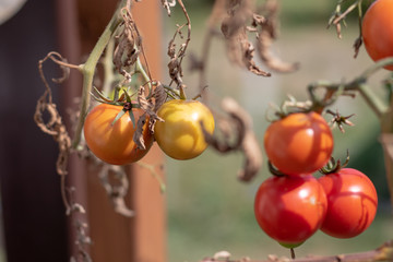 Ripen tomatoes hanging at the bush in greenhouse in autumn