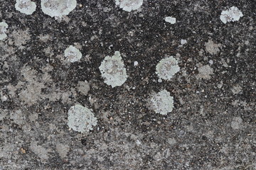 Steinplatte mit Flechten