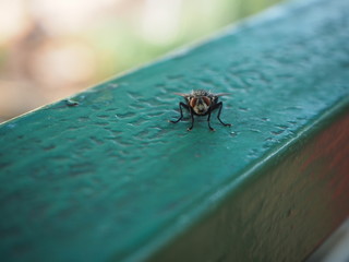 fly
