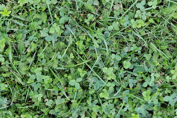 kurz gemähter Rasen mit Klee