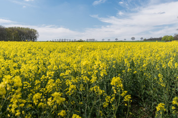 Rapsfeld