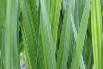 Lilienblätter in Nahaufnahme © Susanne Heinen