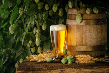 Still Life with a keg of beer and draft beer in the glass on wooden rustic table in front of hop...