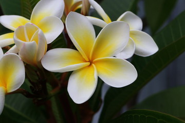 Apocynaceae - Plumeria alba - Tempelbaum