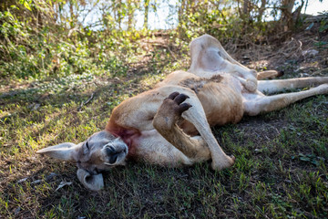 kangaroo sleeping © Borja