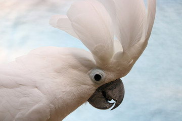 Striking head of a surprised white cockatoo, cacatua alba raising its crest feathers