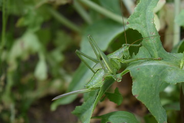 sauterelle verte