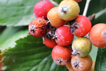sorbus danubialis - Donau Mehlbeere