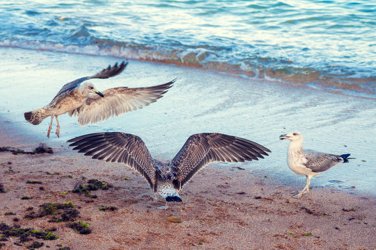 Seagulls by the sea