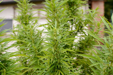 Young outdoor medical marijuana plant leaves in autumn.