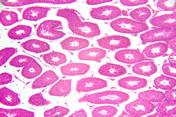 Microscopy photography. Testis, seminiferous tubules, cross section.
