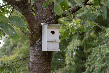 Wooden nesting box hanging at the tree stem