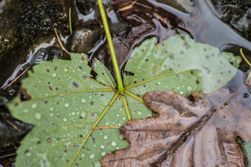 Leaves in Fall in the stream