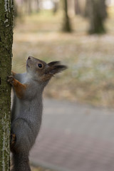 The squirrel on the trunk of a tree. Background is blurred.