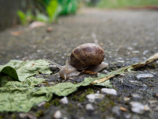 Edible snail after rain
