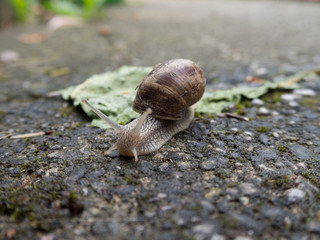 Edible snail after rain