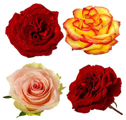 Fresh beautiful rose isolated on white background with clipping path