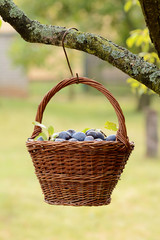Plum harvest. Plums in a wicker basket on the grass. Harvesting fruit from the garden.