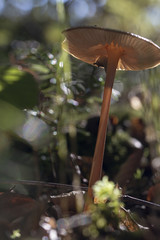 Mushroom on the forrest floor