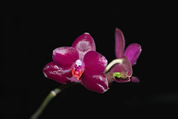 Phalaenopsis orchid Sogo Relex closeup on a dark background.