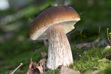 Mushroom on the forrest floor