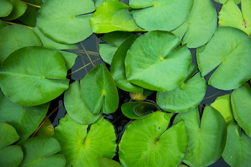 Top view of lotus leaf