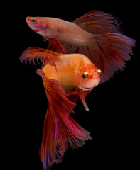 Fototapeta premium The moving movement of saffron siamese fighting fish