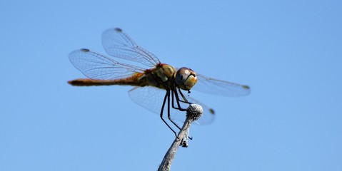 red dragonfly in a pond