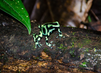 grün-schwarzer Baumsteigerfrosch