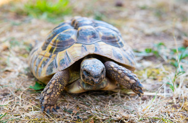 turtle in front of white background