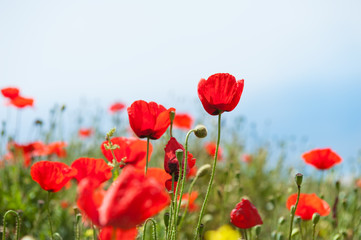 Fototapeta na wymiar Red poppy flowers against the sky. Shallow depth of field