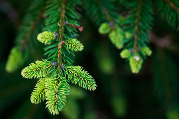 Natural fir tree brunches, Christmas wallpaper concept