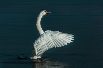 A Swan flapping his Wings elegantly on a Lake