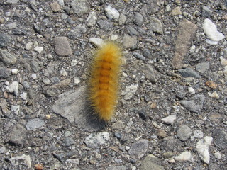 An orange yellow woolly bear caterpillar on the road 