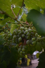 Viñedo en España 