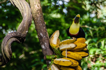 Swainsontukan © StephanSchumann