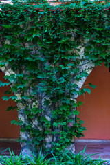 Fototapeta na wymiar Natural background with ivy plant