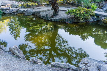 Garden Pond Reflection 3