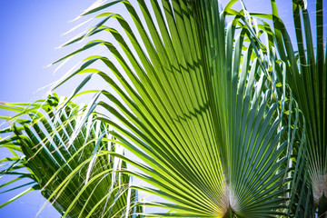 Palm tree in sunlight