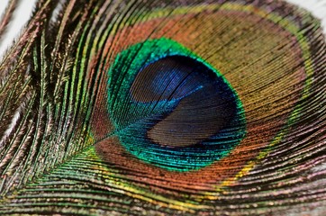 Fototapeta premium Peafowl Feather