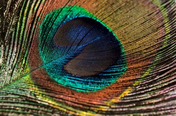 Fototapeta premium Peafowl Feather
