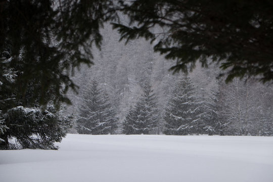 Alberi coperti dalla neve