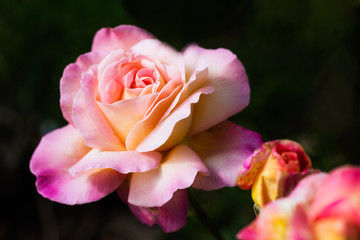 Beautiful pink garden roses on the green background