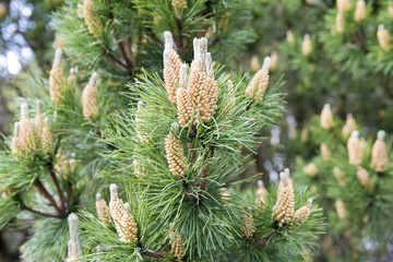 The pine blooms