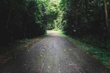 The road in the forrest with faded theme