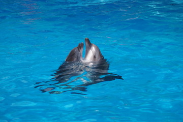Obraz premium Dolphin playing with small ball in the pool
