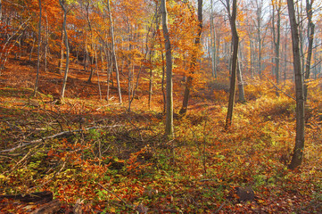 Pathway in the forest in autumn