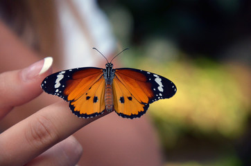 Schmetterling auf dem Zeigefinger